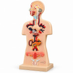 Human Endocrine System Model